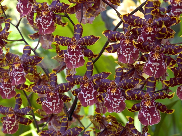 Обои картинки фото цветы, орхидеи