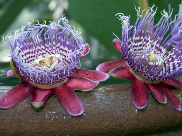 Обои картинки фото цветы, пассифлора