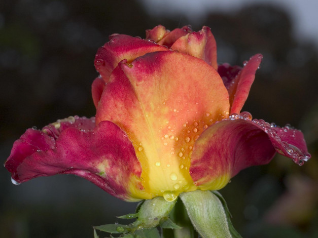 Обои картинки фото цветы, розы