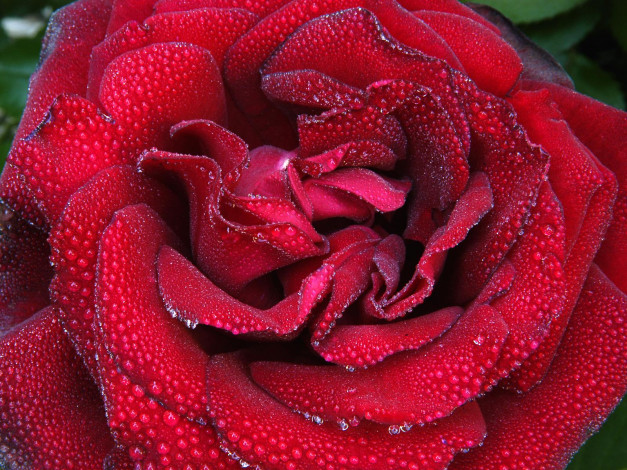 Обои картинки фото цветы, розы