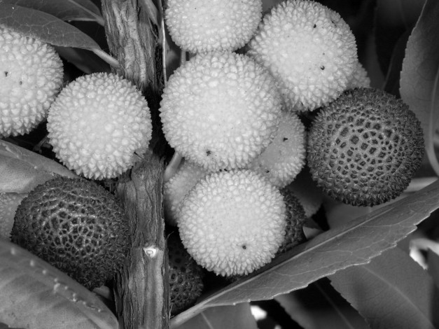 Обои картинки фото еда, земляничное, дерево