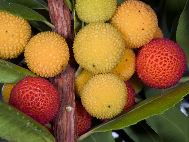 Обои картинки фото еда, земляничное, дерево