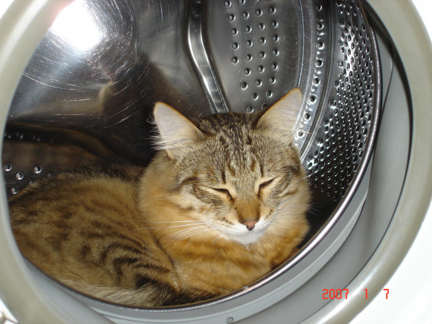 Обои картинки фото саймон, the, cat, животные, коты