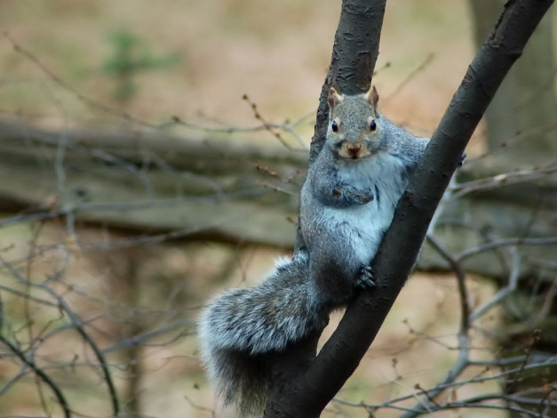 Обои картинки фото животные, белки