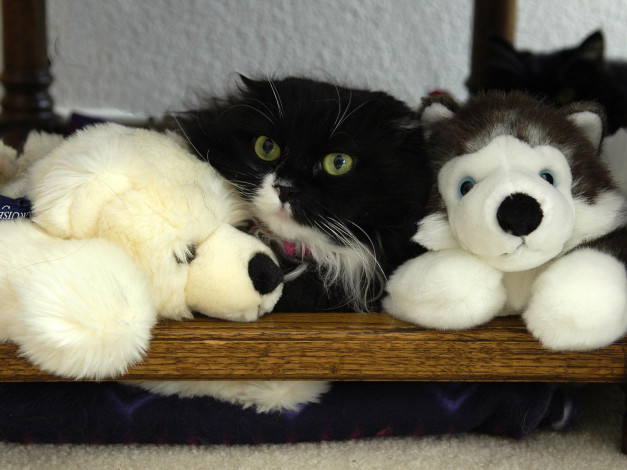 Обои картинки фото животные, коты