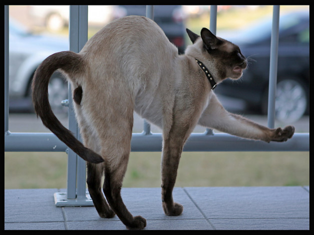 Обои картинки фото животные, коты