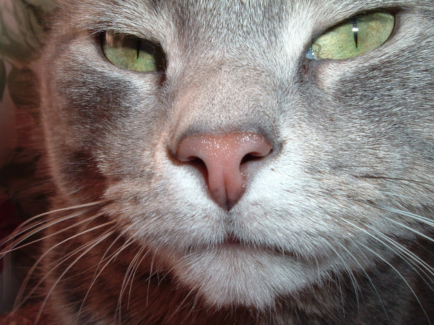 Обои картинки фото животные, коты