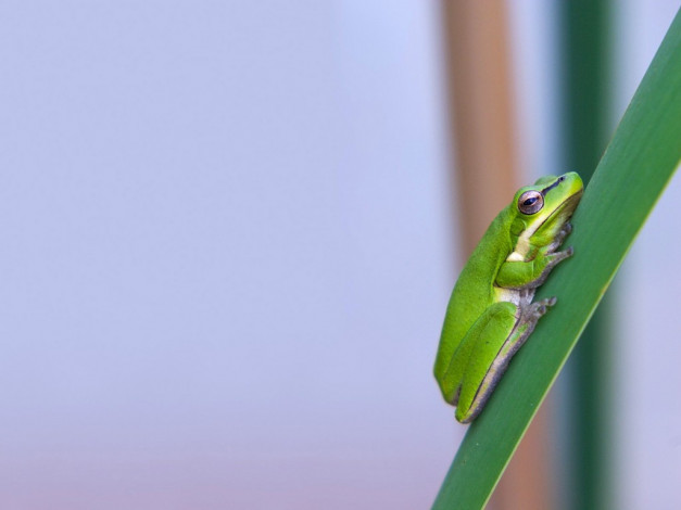 Обои картинки фото животные, лягушки