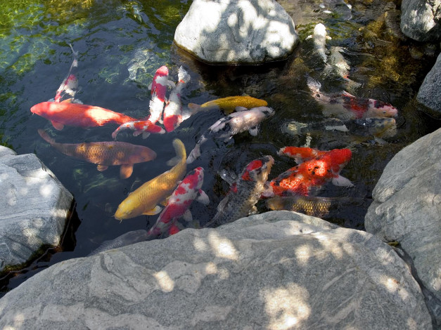 Обои картинки фото животные, рыбы