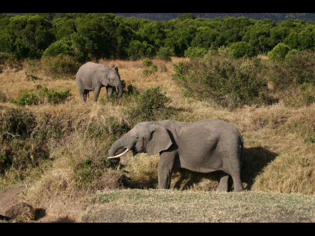 Обои картинки фото животные, слоны