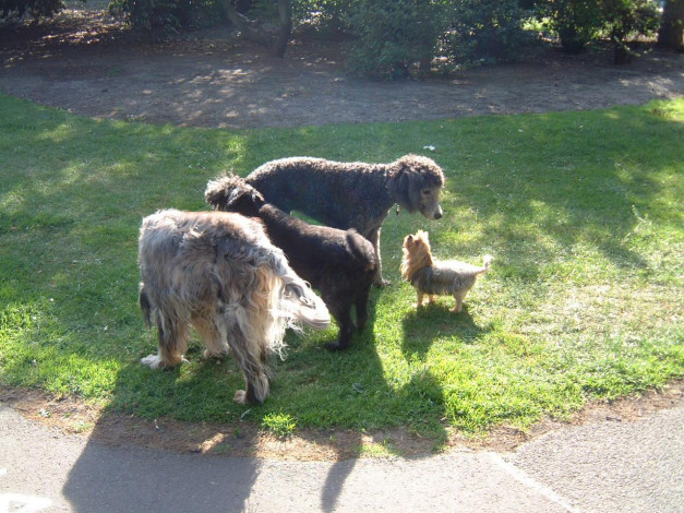 Обои картинки фото животные, собаки