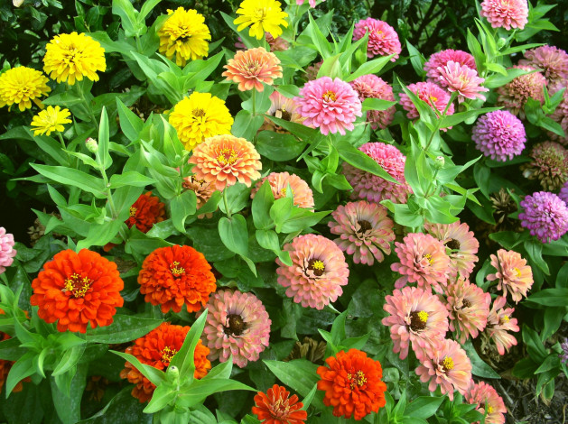 Обои картинки фото цветы, цинния