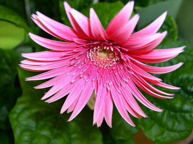 Обои картинки фото цветы, герберы