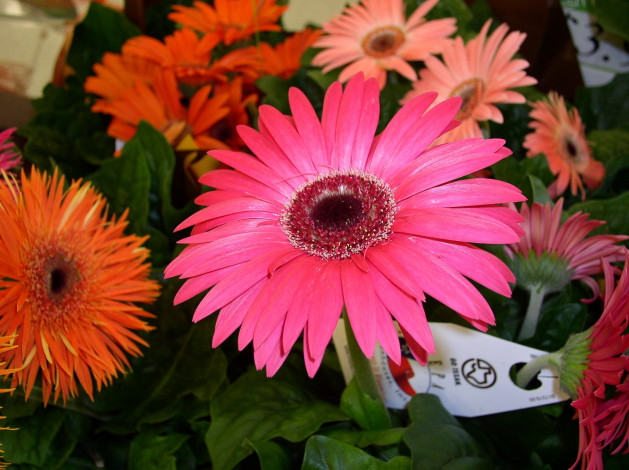 Обои картинки фото цветы, герберы