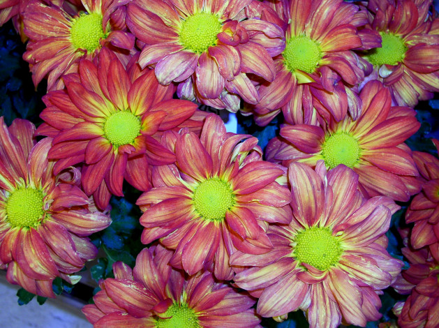 Обои картинки фото цветы, хризантемы