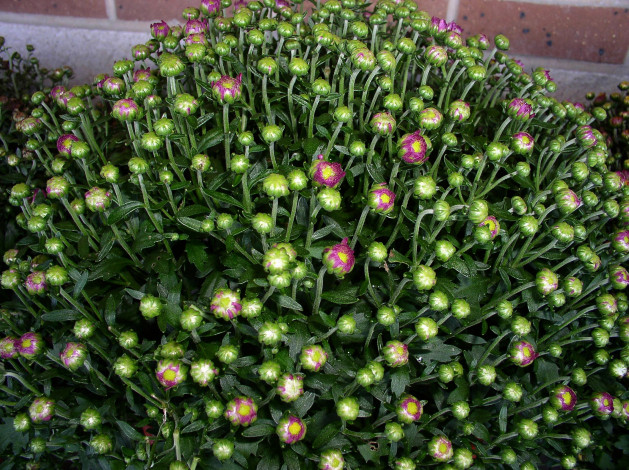 Обои картинки фото цветы, хризантемы