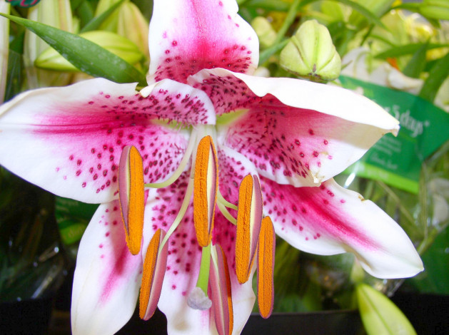 Обои картинки фото цветы, лилии, лилейники