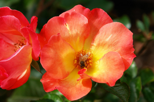 Обои картинки фото цветы, розы