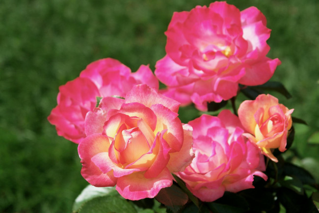 Обои картинки фото цветы, розы