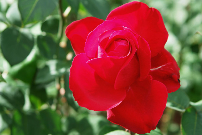 Обои картинки фото цветы, розы