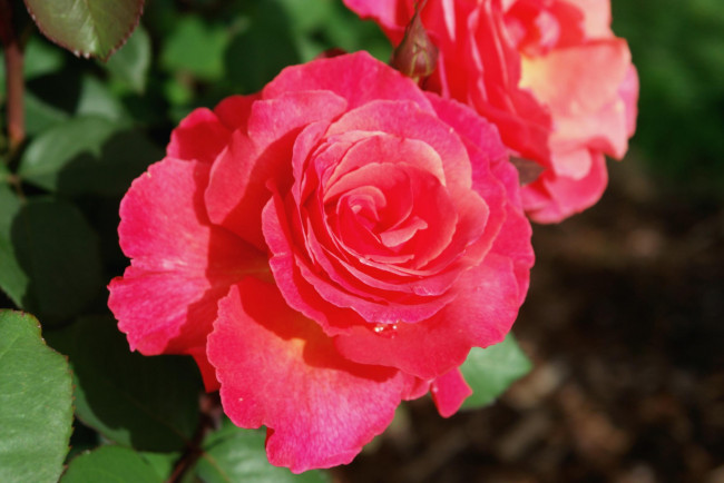 Обои картинки фото цветы, розы