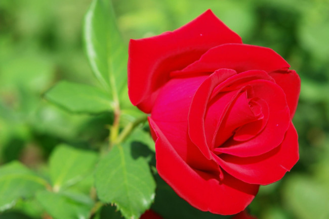 Обои картинки фото цветы, розы