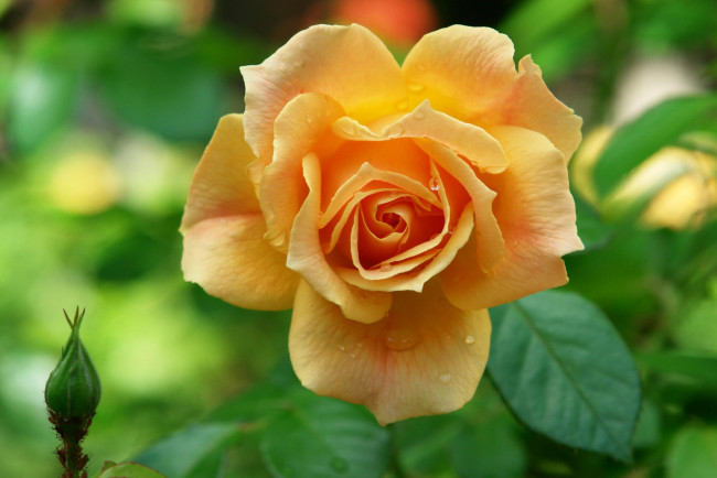 Обои картинки фото цветы, розы