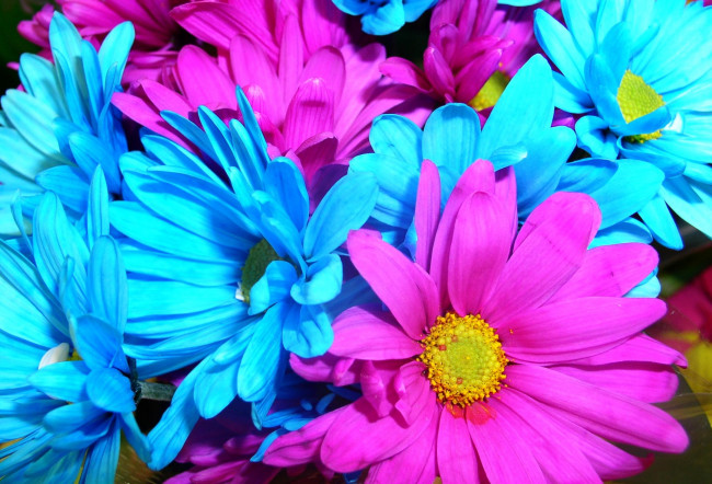 Обои картинки фото цветы, хризантемы