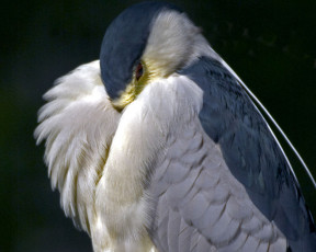 Картинка животные цапли