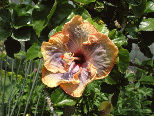 Картинка цветы гибискусы