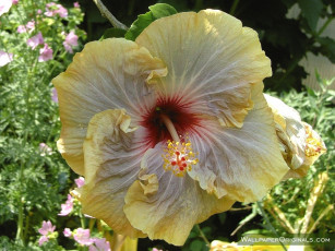 Картинка цветы гибискусы