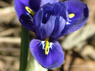 Картинка цветы ирисы