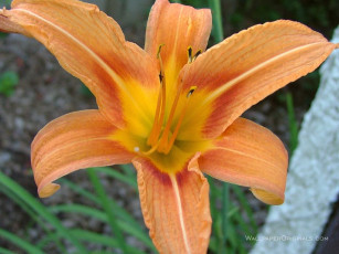 Картинка цветы лилии лилейники