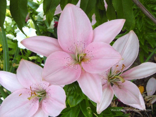 Картинка цветы лилии лилейники