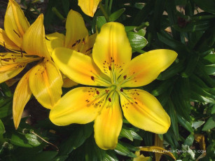 Картинка цветы лилии лилейники