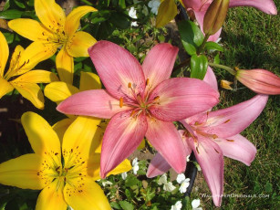 Картинка цветы лилии лилейники