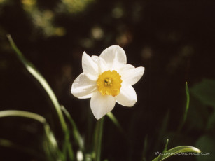 Картинка цветы нарциссы