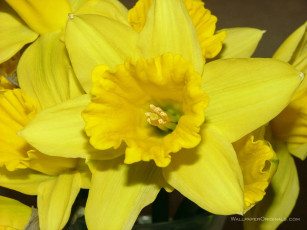 обоя цветы, нарциссы