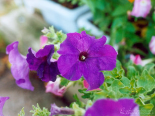 Картинка цветы петунии калибрахоа