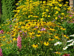 Картинка цветы разные вместе