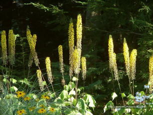 Картинка цветы разные вместе