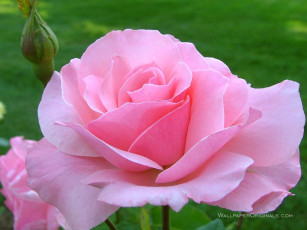 Картинка цветы розы