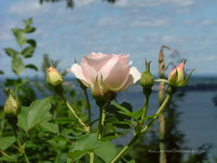 Картинка цветы розы