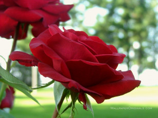 Картинка цветы розы