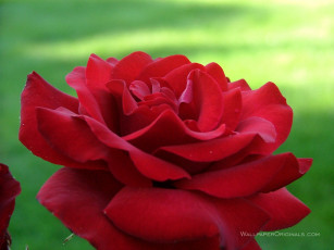 Картинка цветы розы