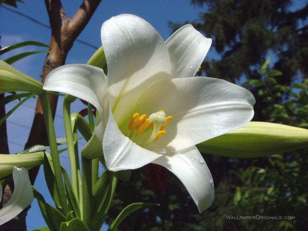 Обои картинки фото цветы, лилии, лилейники