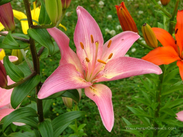 Обои картинки фото цветы, лилии, лилейники