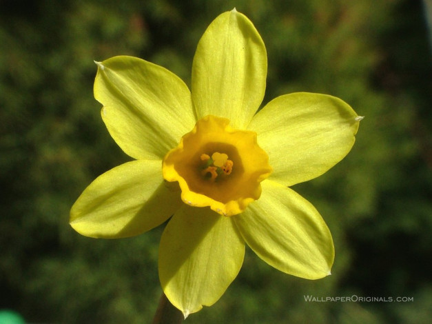 Обои картинки фото цветы, нарциссы