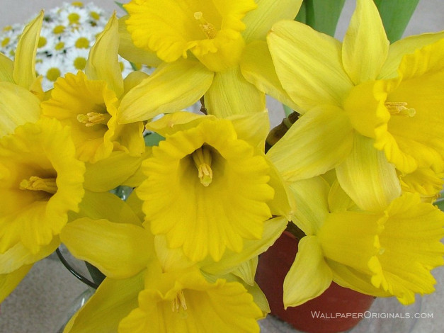 Обои картинки фото цветы, нарциссы