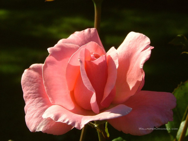 Обои картинки фото цветы, розы